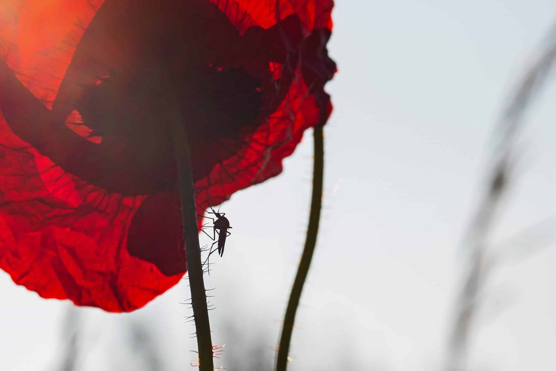 8 Types of Mosquito Killers Ranked From Best To Worst