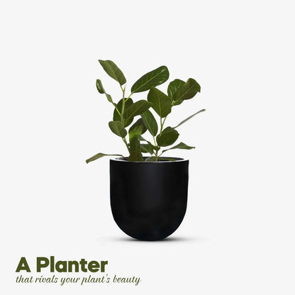 Fiberglass Planter Price in Pakistan